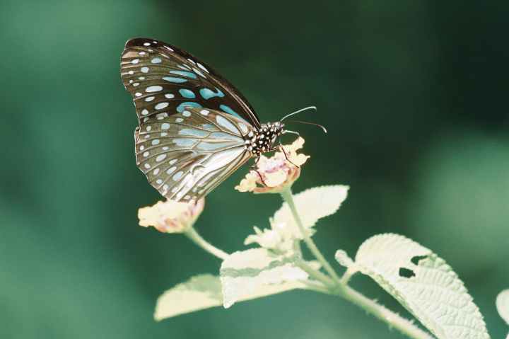 photo of butterfly on flower